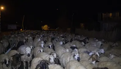 Otomobil sürünün arasına daldı