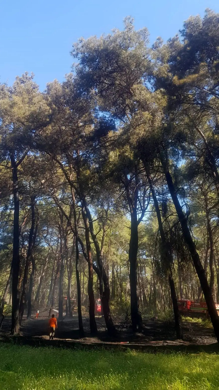 Manavgat’ta oteller bölgesine yakın noktada orman yangını 5 Manavgat’ta oteller bölgesine yakın noktada orman yangını 5