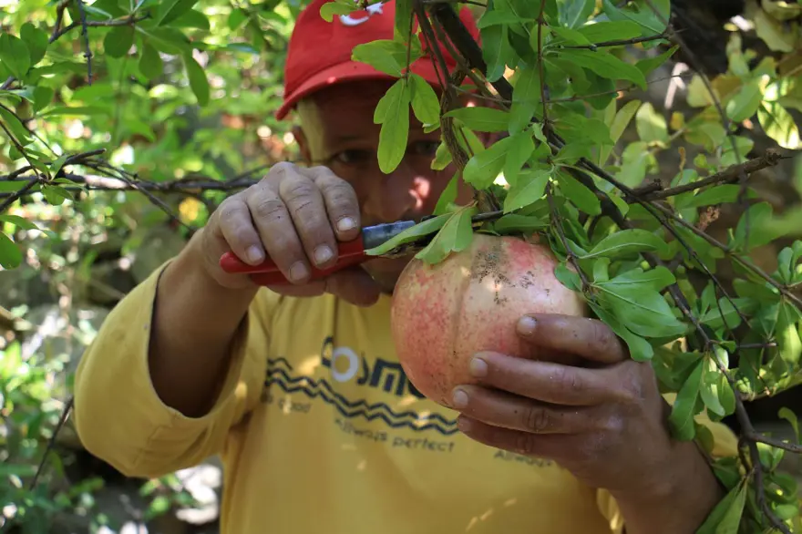 Bu narların tanesi 1,5 kilo 5 Bu narların tanesi 1,5 kilo 5