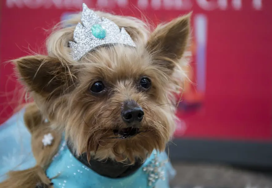 Köpeklere özel Cadılar Bayramı 19
