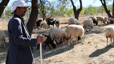 Sürü sahipleri aylık 70 bin ve 30 GB internete çalıştıracak çoban bulamıyor