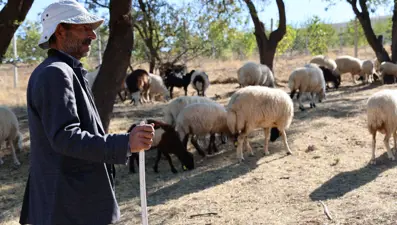 Sürü sahipleri aylık 70 bin ve 30 GB internete çalıştıracak çoban bulamıyor