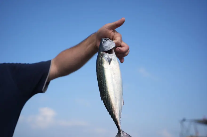 Balıkçıların tezgahları palamut ile doldu 3