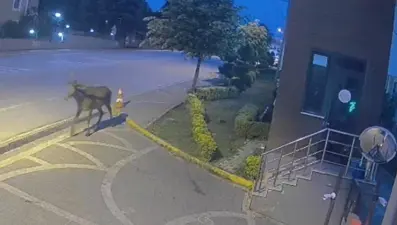 Kocaeli'de kızıl geyik şaşkınlığı: "Korkumuz hayvanlar değil"
