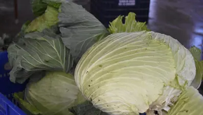 Mersin'de bir çiftçi 30 kilogram ağırlığında lahana üretti