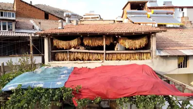 Çelikhan'da yoğun tütün mesaisi