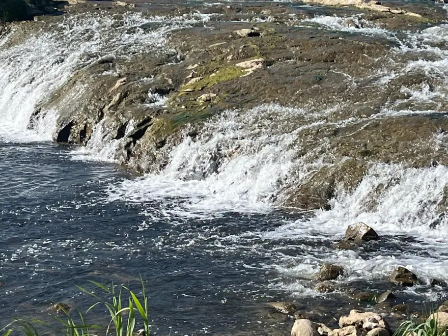 İnci kefalinin göçü turistlerin ilgi odağı oldu: Binlerce kilometreyi aşıp geldiler 4