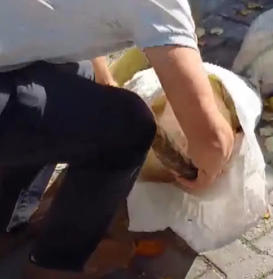 Avcılar'da çöpten çuval içinde ölü köpek yavruları çıktı 2