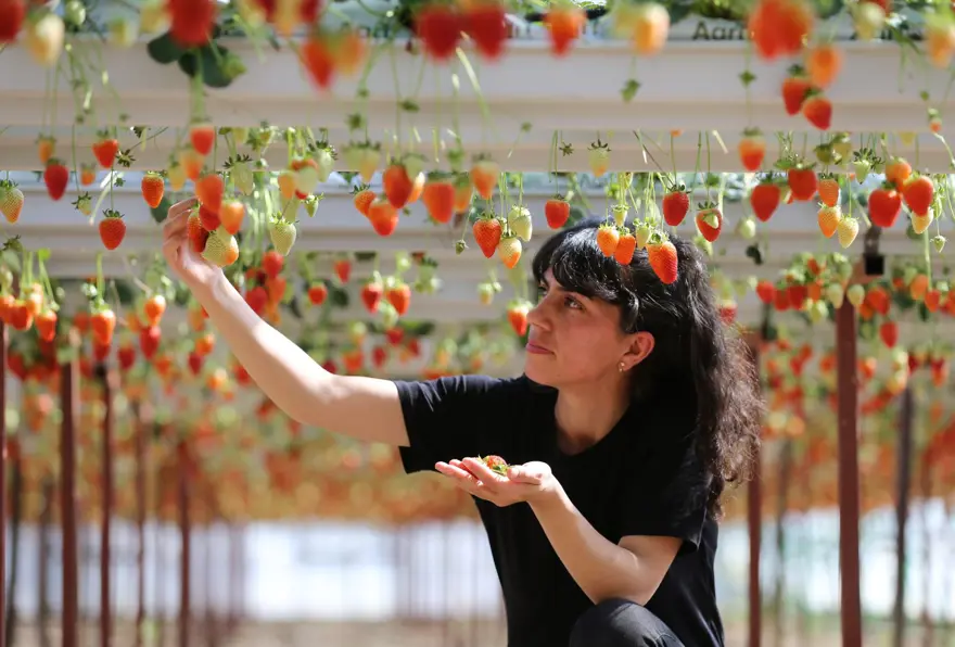 Sıfırdan başladılar, kendi işlerinin patronu oldular: 2 arkadaş kurdukları serada üretiyor 1