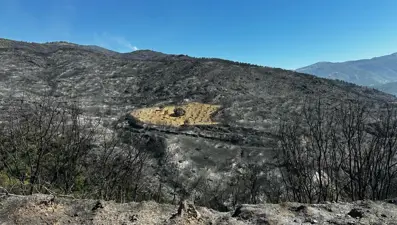 Ödemiş’te şaşırtan görüntü: Sadece o bölge yanmadı!