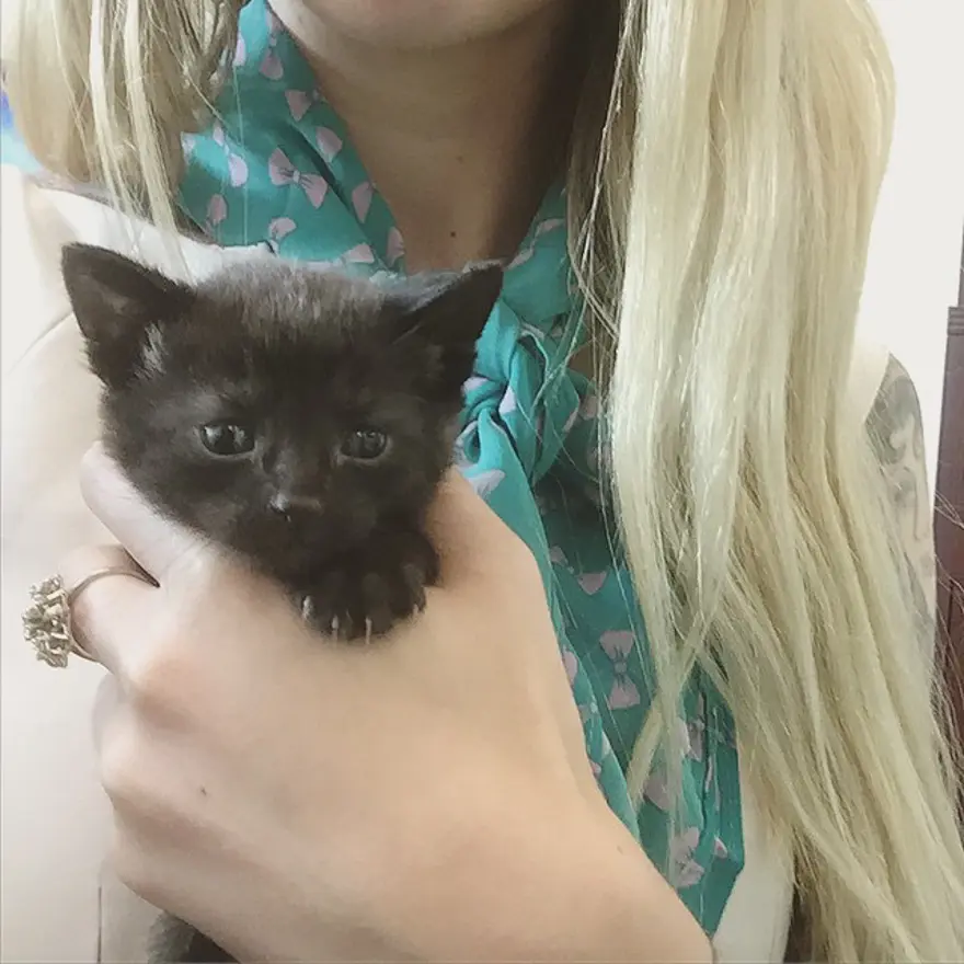 Hayatını kedileri kurtarmaya adadı 198