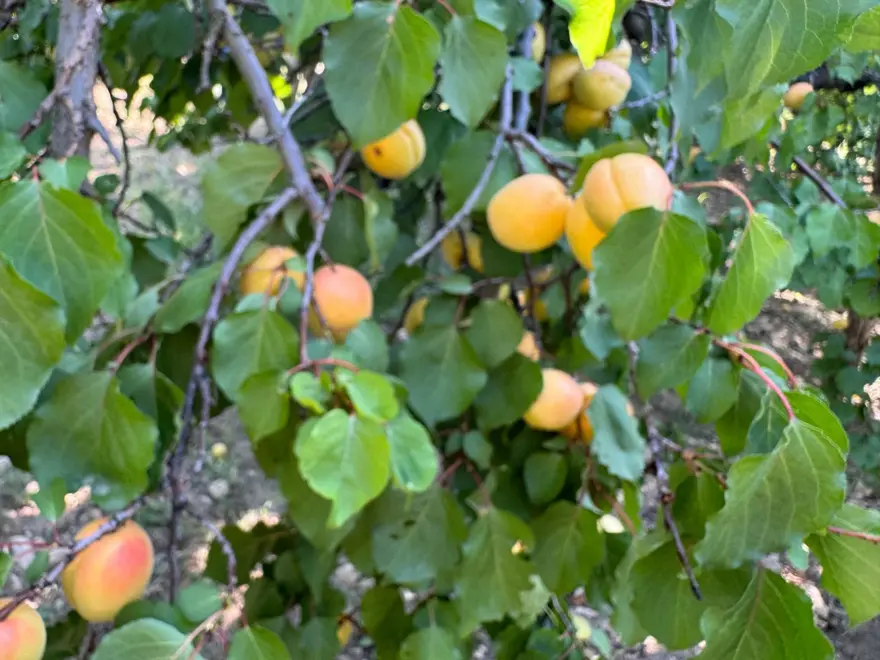Dünyanın kayısı başkenti olarak biliniyor! Yeni dönem hasadı başladı 1