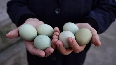 Yeşil yumurtada daha mı çok vitamin var?