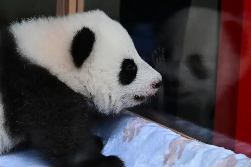 Almanya ile Çin'i birleştirdiler: İkiz yavru pandaların isimleri açıklandı 4