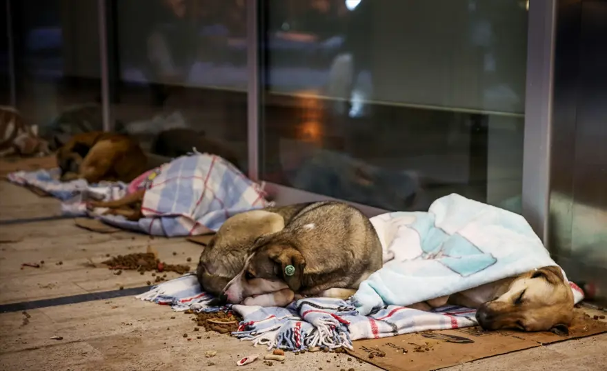 Sokak hayvanlarına battaniyeli koruma 2 Sokak hayvanlarına battaniyeli koruma 2