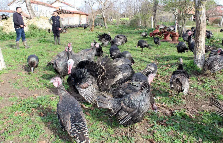 Yılbaşı hindileri bin liraya kadar çıkıyor 