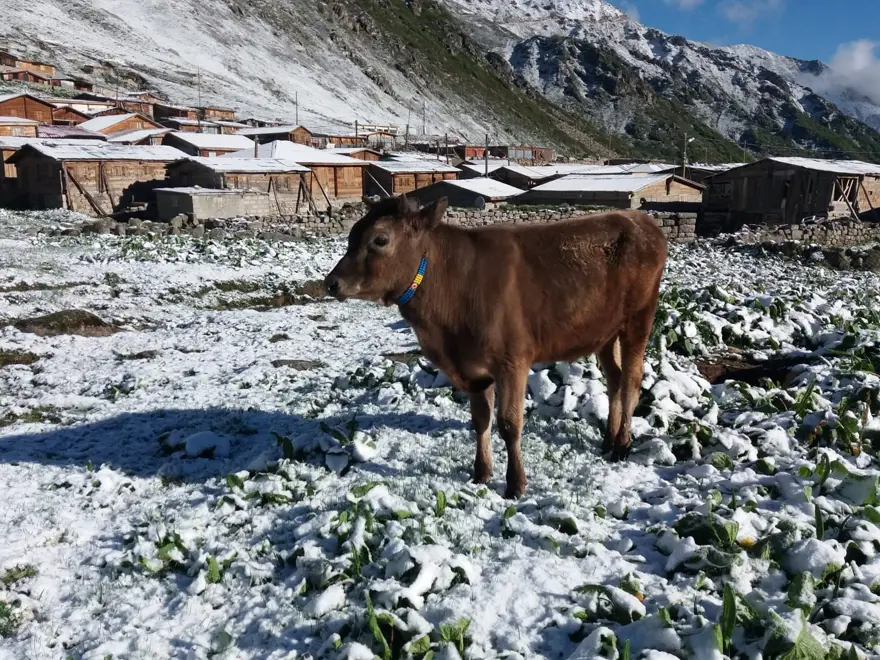 Rize’de Haziran ayında yaylaya kar yağdı 7