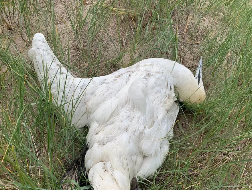 Bilim insanları yeni pandeminin kaynağını ve tarihini açıkladı: Covid-19'dan daha ölümcül olacak 6 Bilim insanları yeni pandeminin kaynağını ve tarihini açıkladı: Covid-19'dan daha ölümcül olacak 6