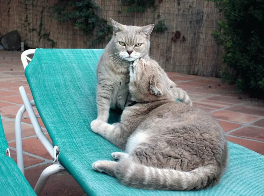 İnternetin yeni fenomenleri 31