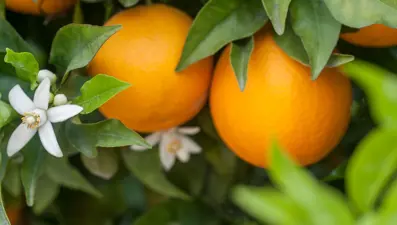 Portakal Çiçeği Karnavalı ne zaman? (2024 festival programı)