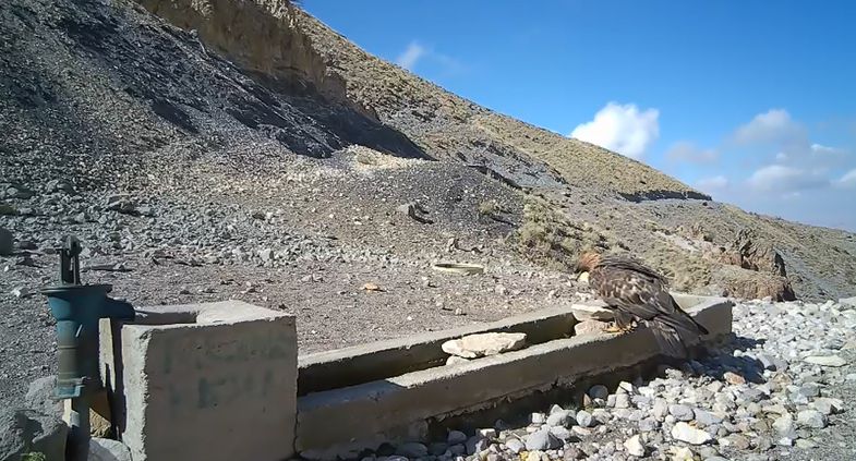 Aksaray'da yaban hayvanları kameraya yansıdı