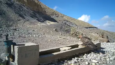 Aksaray'da yaban hayvanları kameraya yansıdı