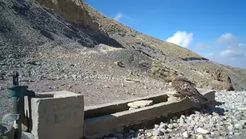 Aksaray'da yaban hayvanları kameraya yansıdı