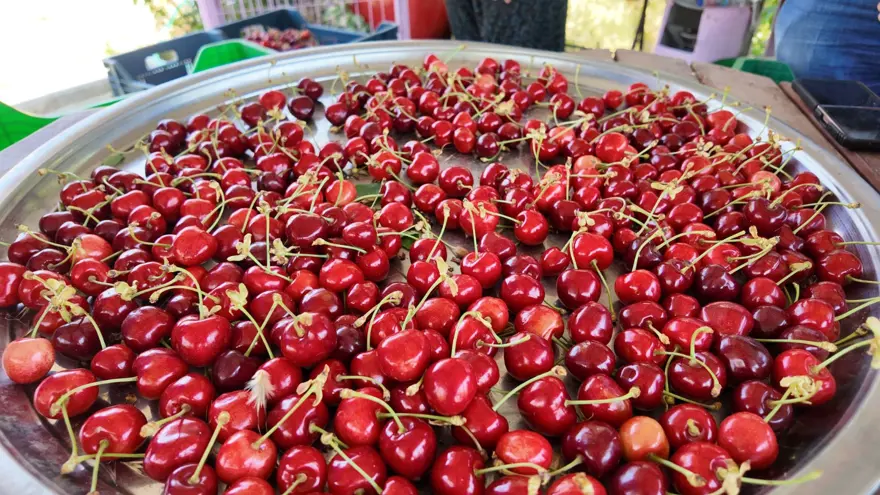 Hasat sabah saatlerinde başlıyor: Günlük 900 lira kazanıyorlar 5