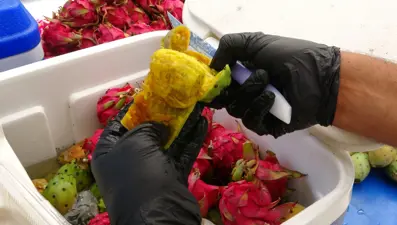 Halk arasında şifa kaynağı olarak biliniyor: 1 tanesi 10 liradan tezgahta