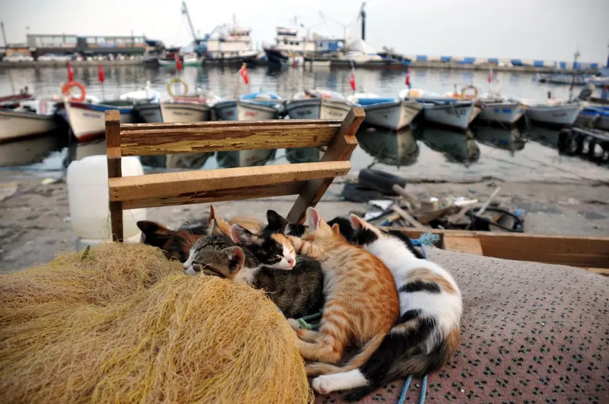 Dünyada kaç tane sokak hayvanı var? Ülkelere göre rakamlar 16