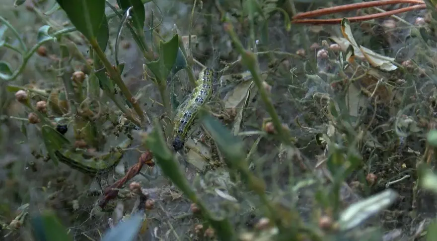 Çayır tırtılı İstanbul'da parklara indi 1