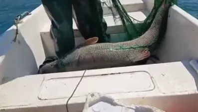 72 kiloluk dev turna balığı yakalandı