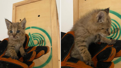 Nöbet tutan asker buldu: Yavru saz kedisi korumaya alındı