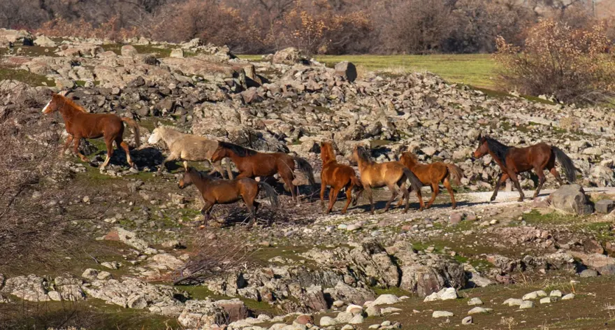Tunceli'de karlı dağlardan inen yılkı atları, görsel şölen oluşturdu 4