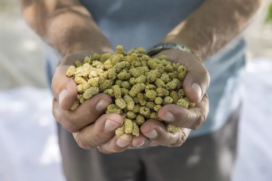 Coğrafi işaretli "Ulukale Dutu" geçim kaynağı oldu! Güneşin karşısında kurutuluyor, elekten geçirilerek hazırlanıyor 7