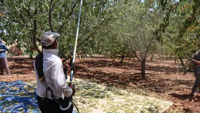 Doğaya kaçış hikayeleri: Şehir hayatını terk eden veteriner, köyünde badem yetiştirmeye başladı