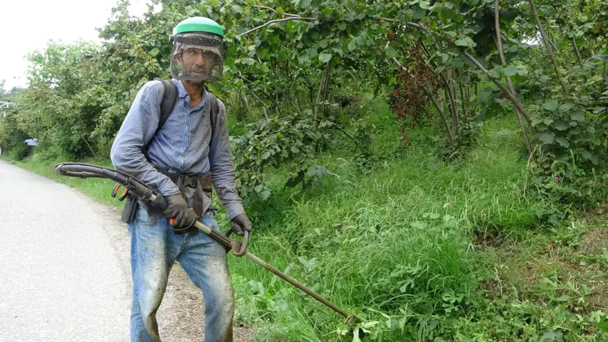 Günlüğü 6 bin lira: Hasat öncesi en zor iş 3