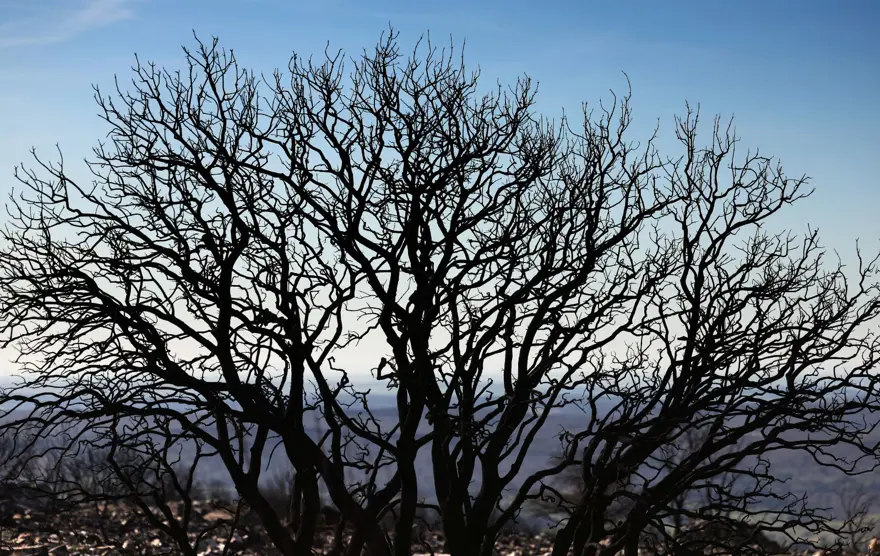 İspanya'daki orman yangınları üç haftadır devam ediyor: 20 bin hektar kül oldu 11