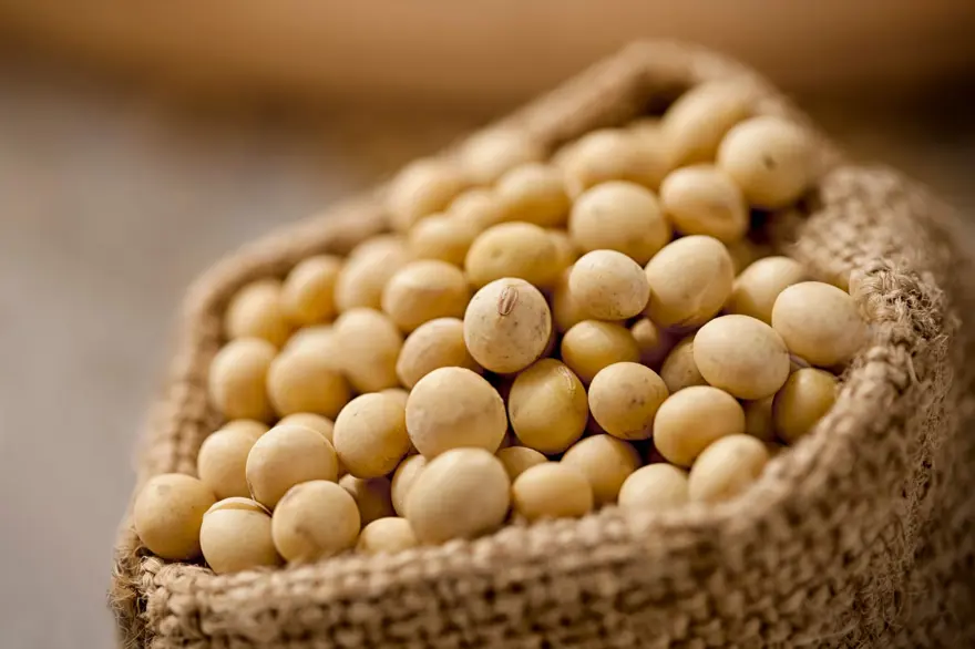 SOYA İÇEREN GIDALAR 4