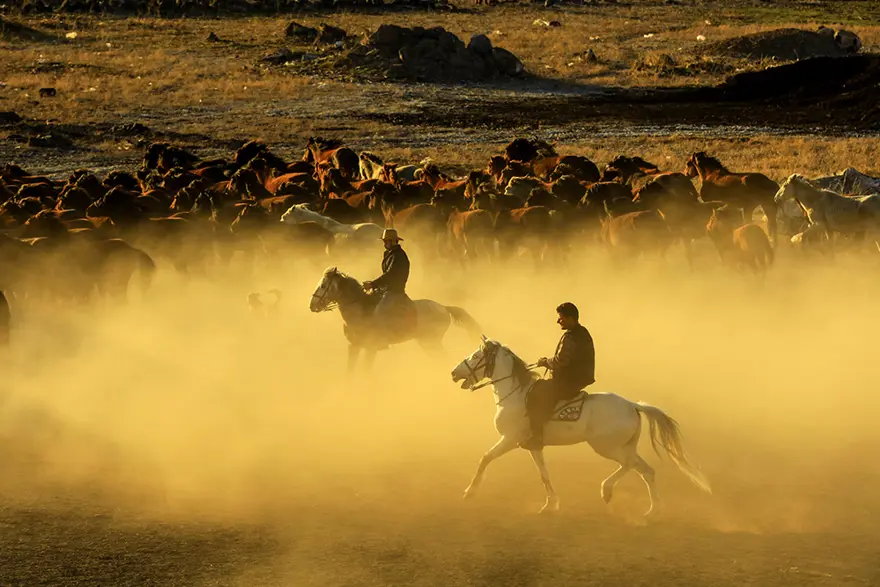 Erciyes eteklerinde yılkı atları 18