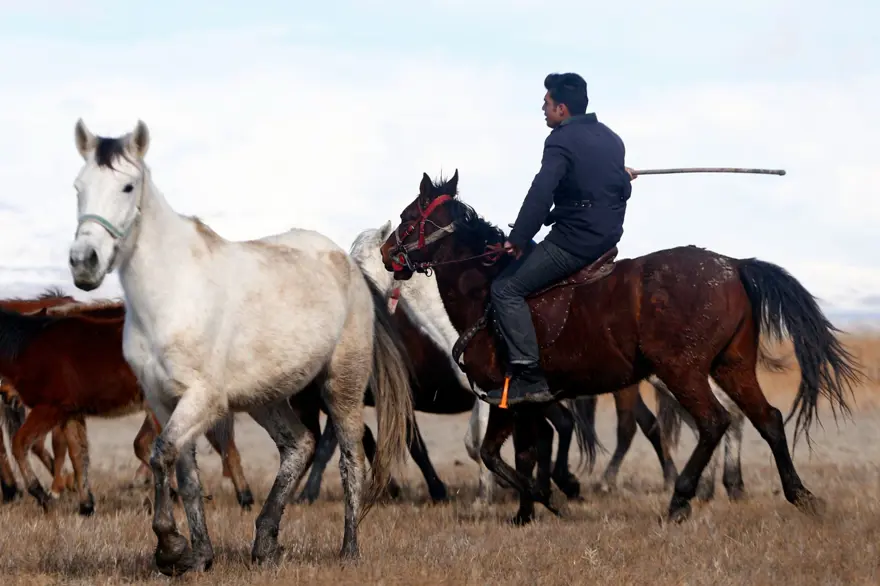 Sultan Sazlığı'na renk katan Yılkı atları kışın bölge halkınca besleniyor 2