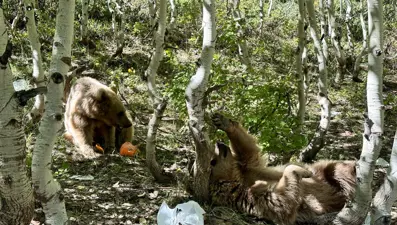 Bitlis'te ayı saldırıları arttı! Uzmanı ''Önlem alın'' diyerek uyardı