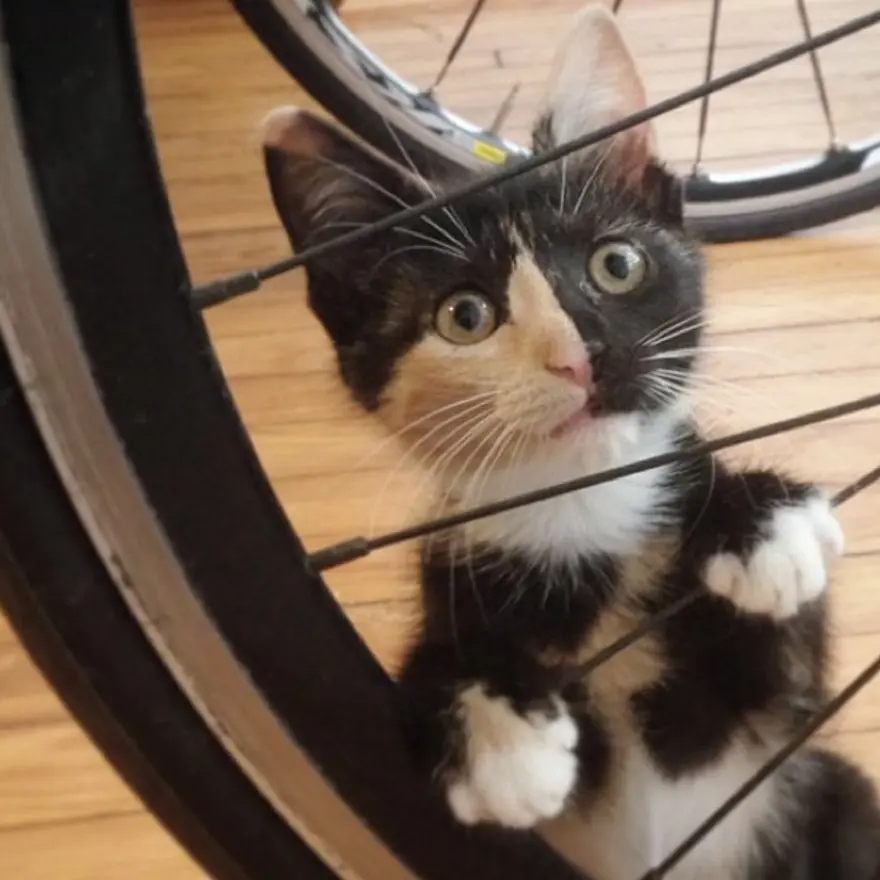 Hayatını kedileri kurtarmaya adadı 23