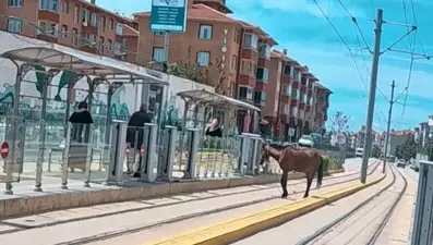 Eskişehir'de tramvay raylarında başıboş at şaşkınlığı
