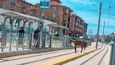 Eskişehir'de tramvay raylarında başıboş at şaşkınlığı