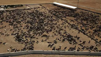 SON DAKİKA: Tarım ve Orman Bakanlığı, Ankara Gölbaşı'ndaki şarbon vakasıyla ilgili inceleme başlattı