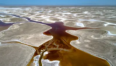 Tuz Gölü'nün endemik türleri için yeni adım: Genler kuraklıkla mücadelede kullanılacak