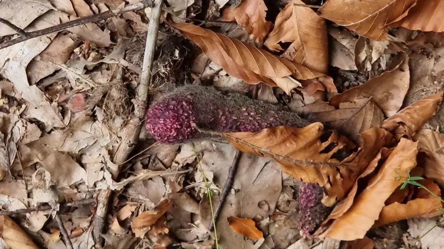 3 yıl önce kurmuştu: İlk hasadını ayılara kaptırdı 1