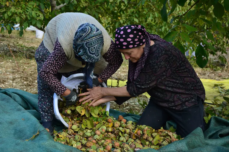 Sabah erken saatte hasadı başladı:  13 bin 400 dekar alanda üretiliyor 4