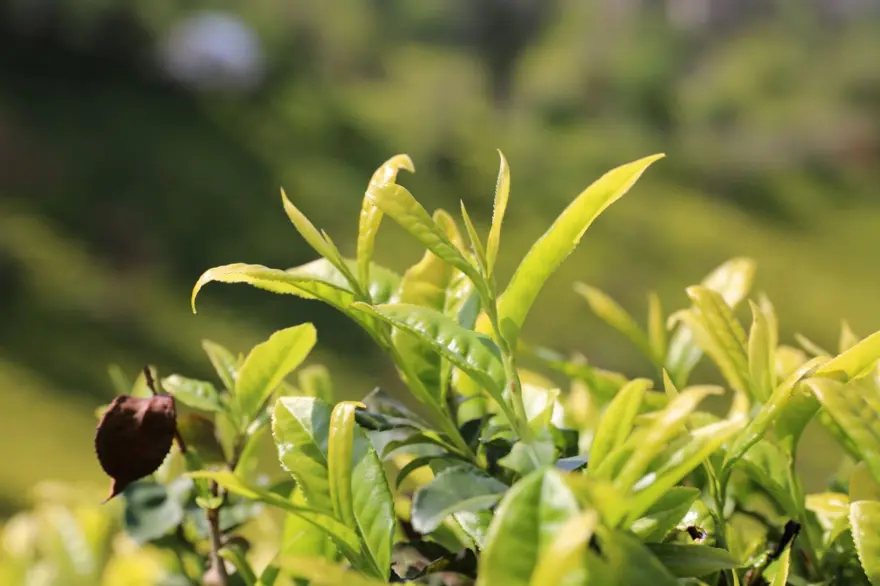 Beyaz çay hasadı başladı (Kilosu 4 bin 500 lira) Beyaz çay hasadı başladı (Kilosu 4 bin 500 lira)